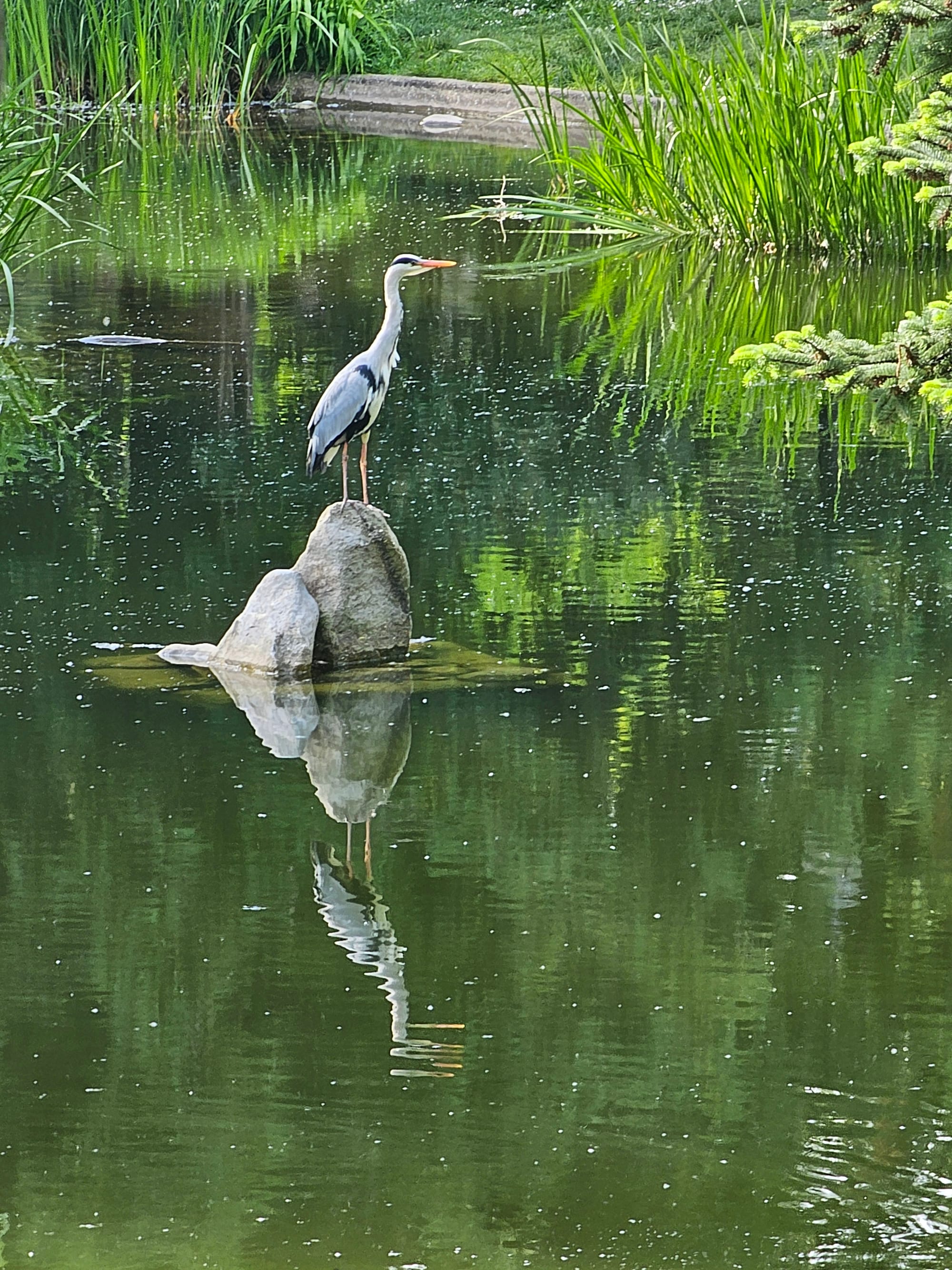 A grey heron standing on a rock in water