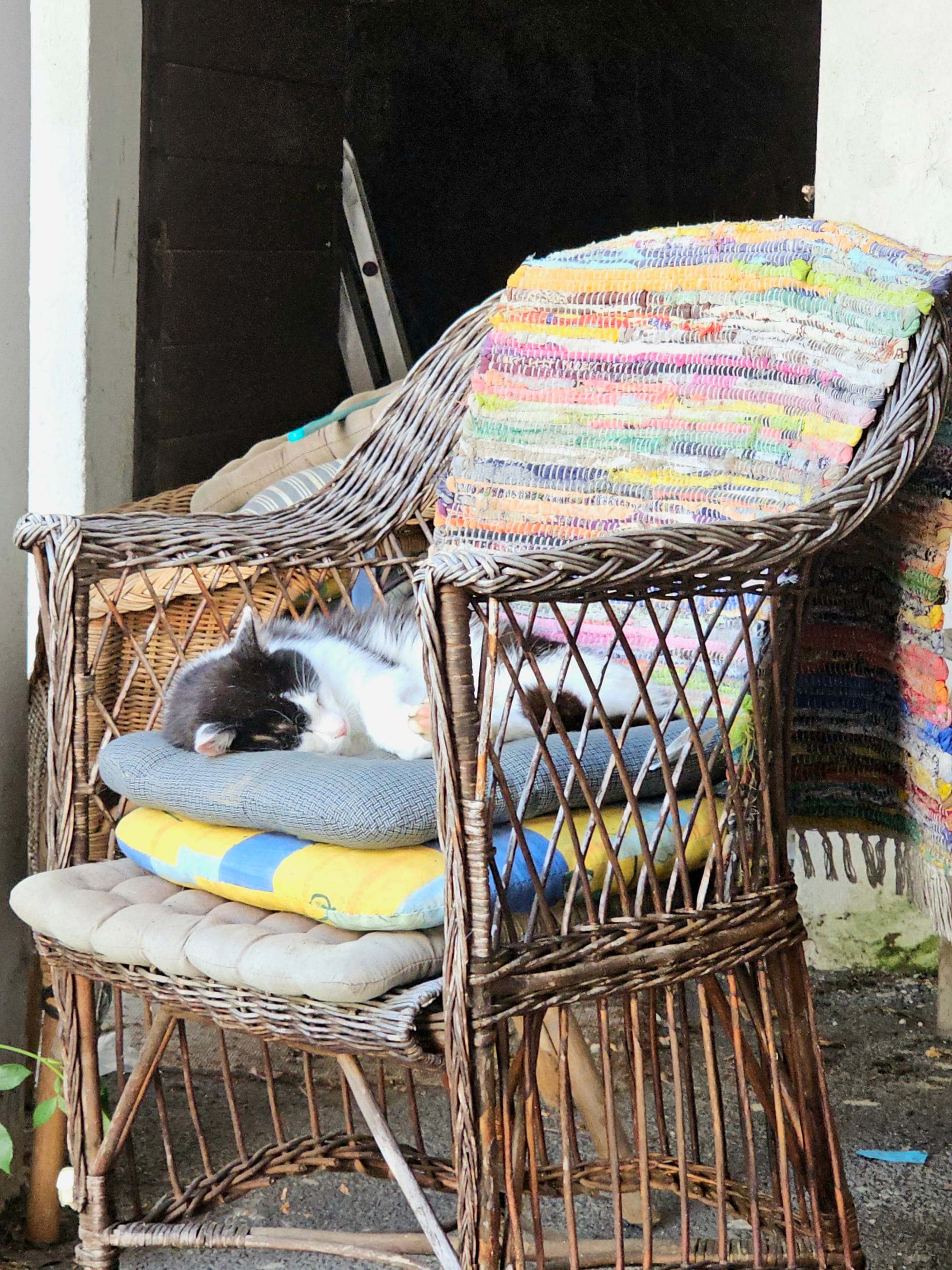 A black and white cat on a few pillows on a wicker chair. The cat is napping. 