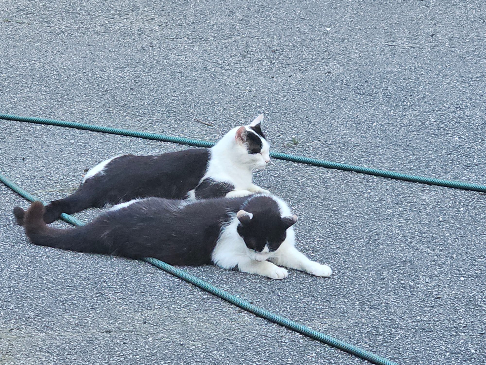 Two black and white cats hanging out 