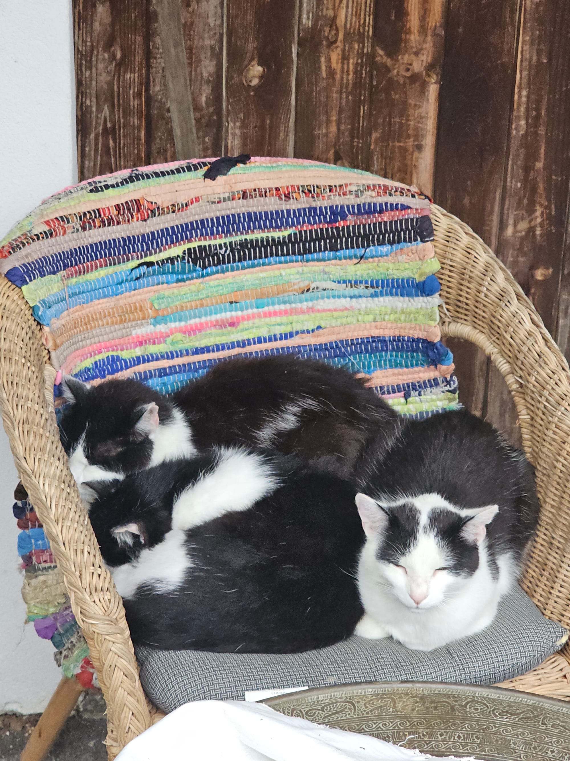 Three cats cuddling on a wicker chair 