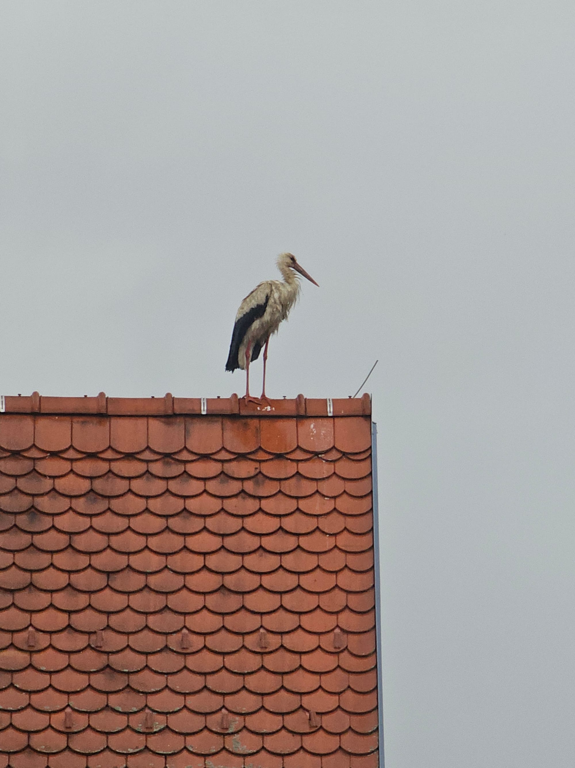 A wet stork standing on a roof, staring into the distance 
