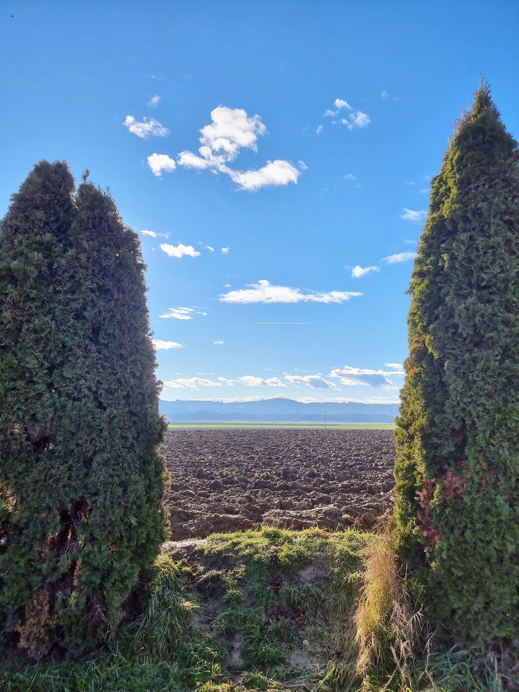 View of blue skies and a plowed field, from between two tall thujas