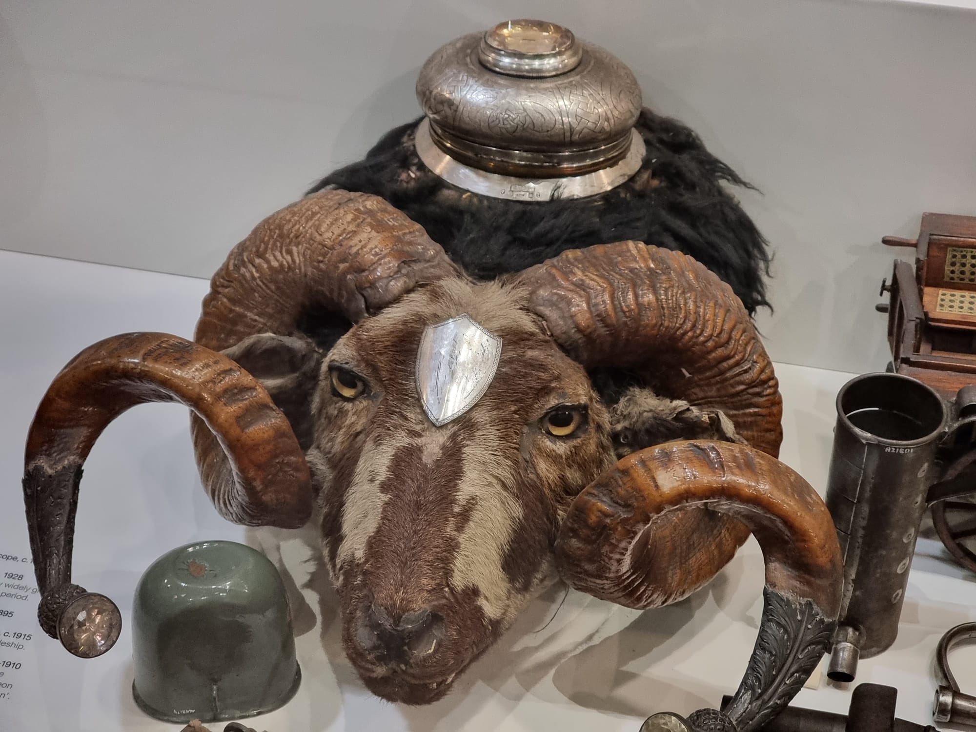 A ram's head with a metal snuff box on top.