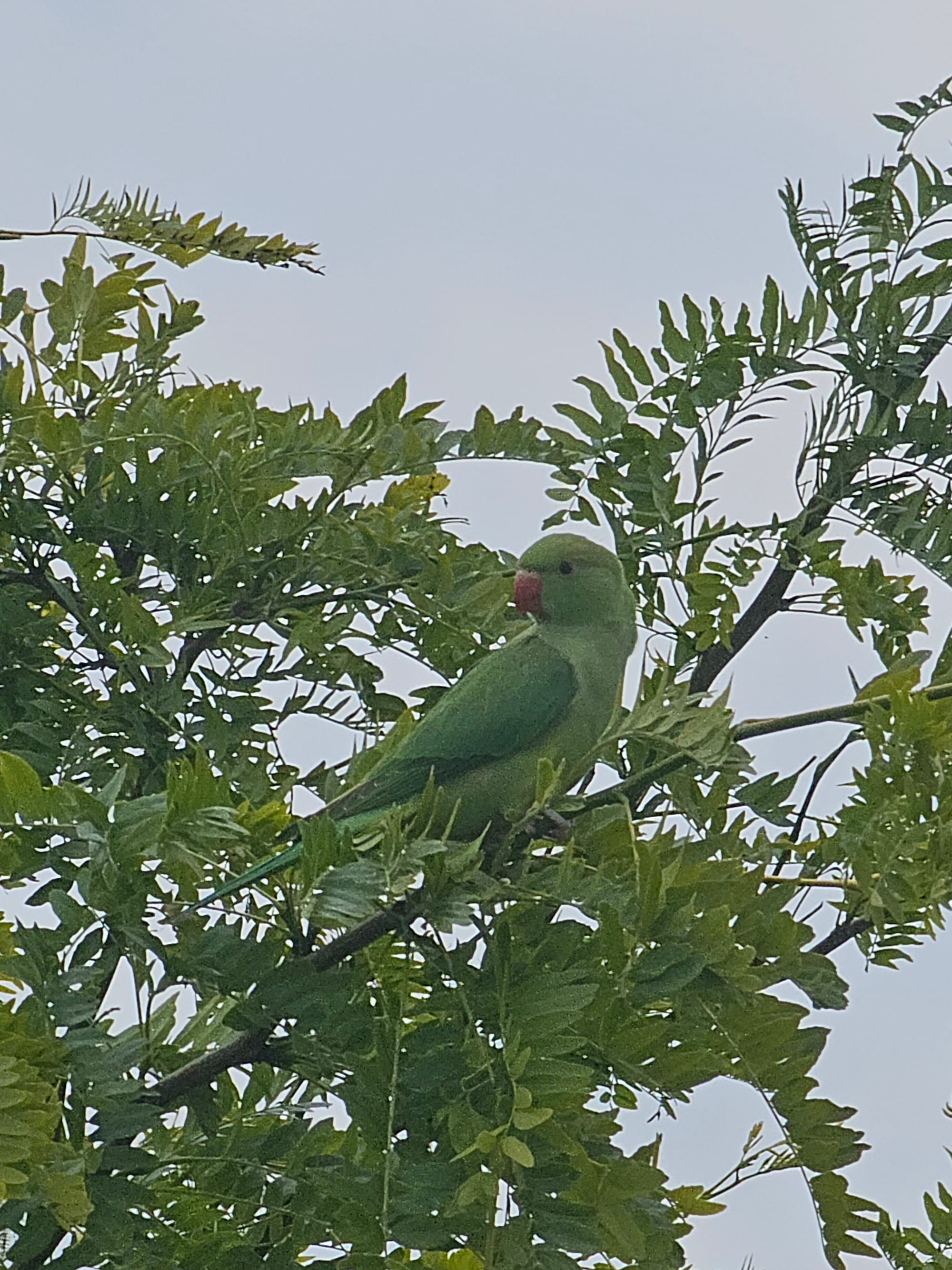 A parakeet on a branch in the middle of lush greenery 