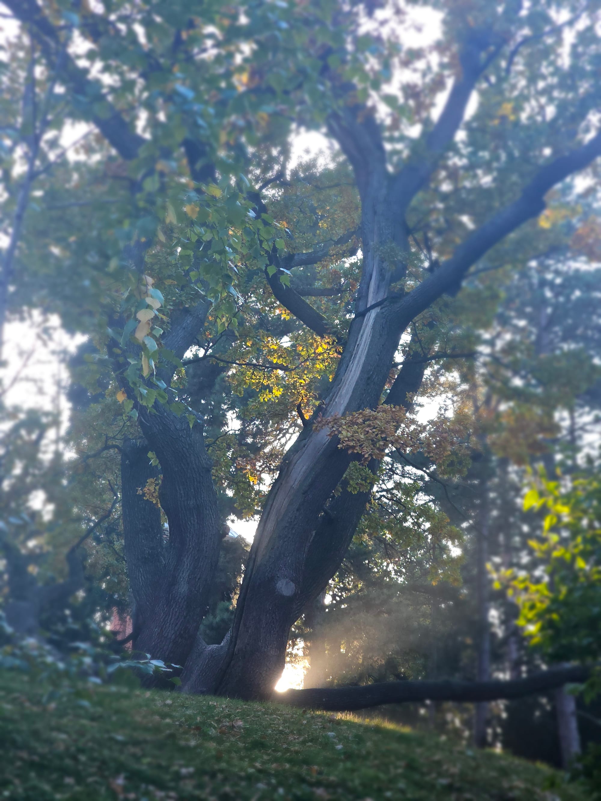 A beautiful big tree, sunlight streaming through its foliage 