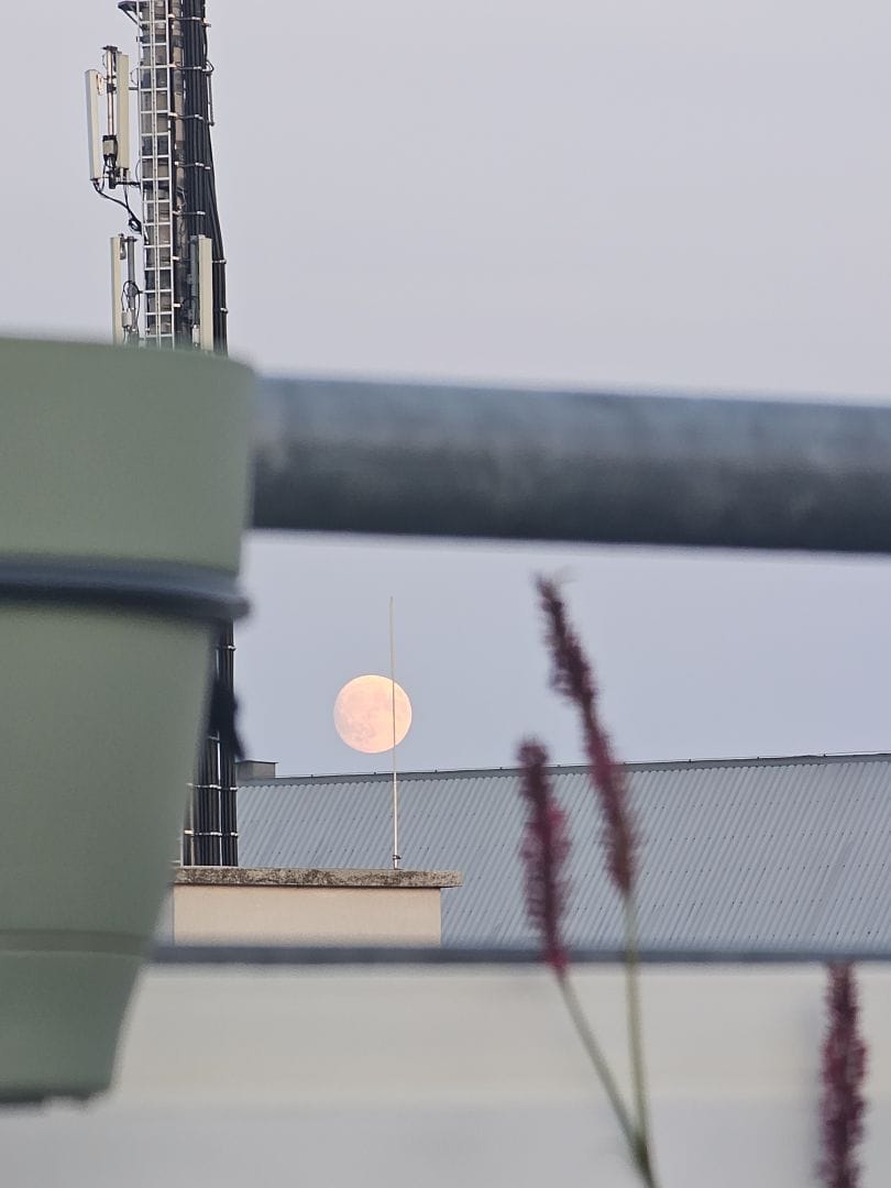 The moon rising over a roof, in the foreground a little plant and a cellphone tower.