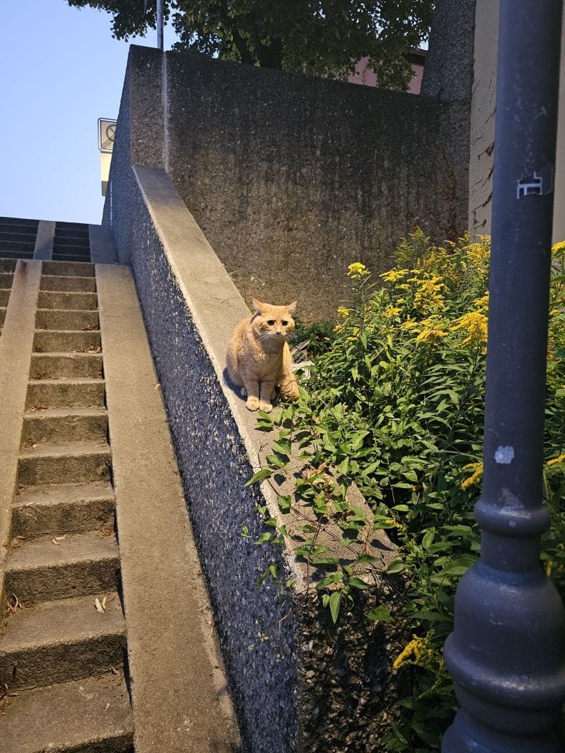 Stairs leading up to a street, on the wall next to it a red cat looking somewhat forlorn.