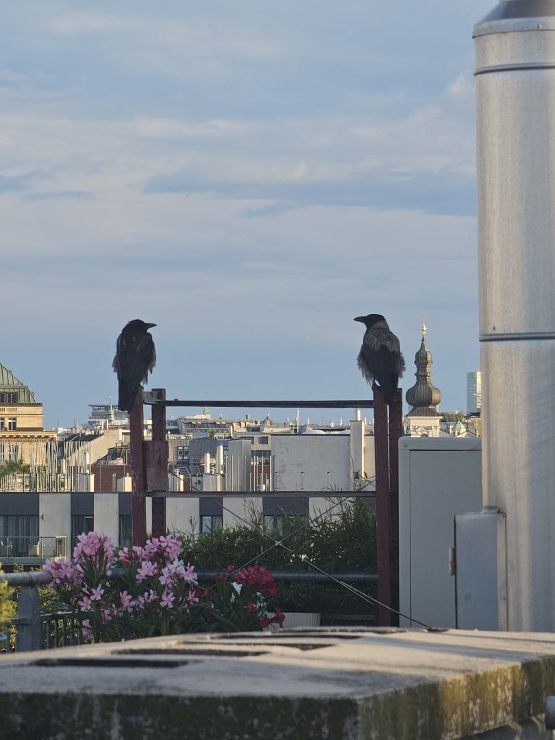 Two crows sitting on top of an outdoor shelf, facing each other. Rooftops in the background.