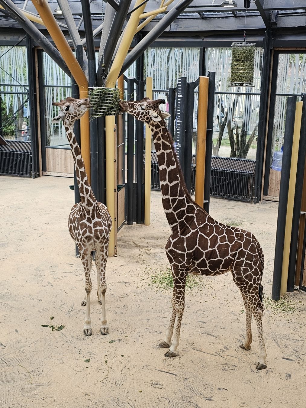 Two giraffes eating from a box filled with grass