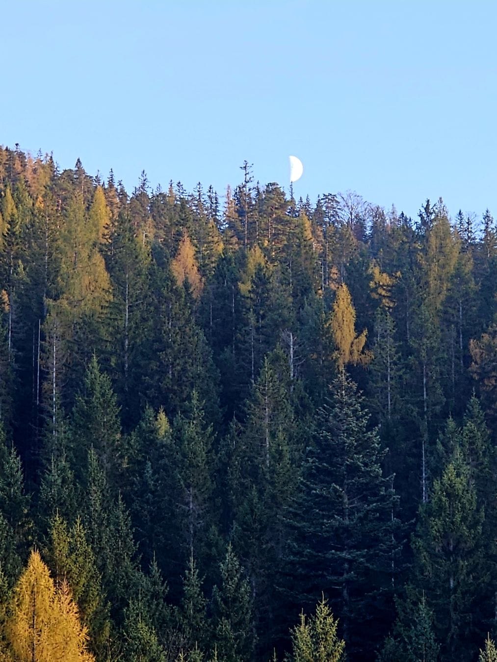 A half moon above a tree line, making it look as if it were perched on top of a tree