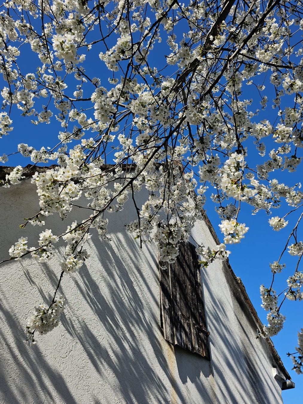 White blossoms on branches against a clear blue sky, casting shadows onto a white building with a dark wooden shutter.