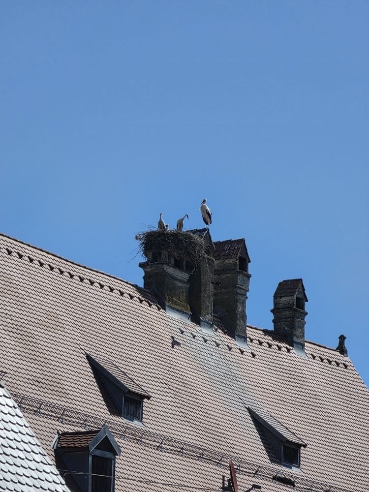 Three storks stand in a nest on a chimney above a red tiled roof.