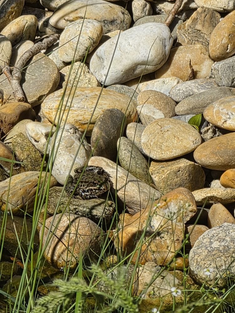 A green-brown frog among sunlit stones and grass.