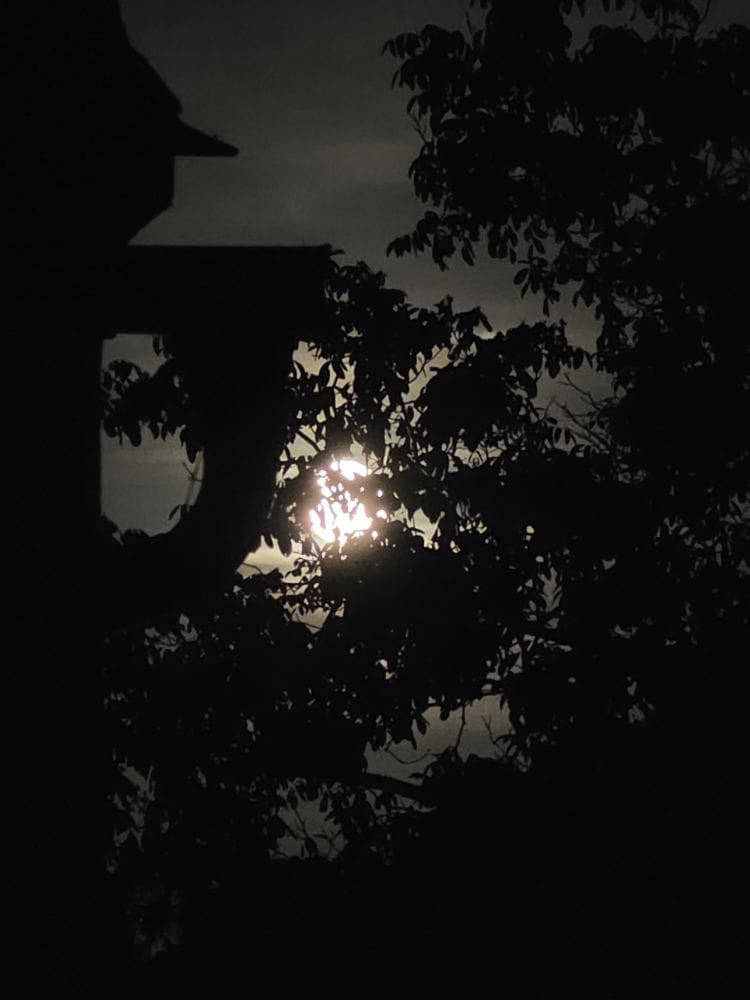 A bright moon shines through dense silhouetted leaves beside the dark outline of a building.