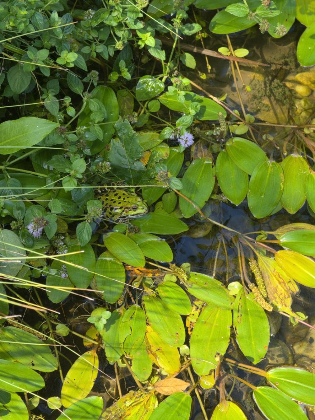 A green spotted frog among dense pond plants.