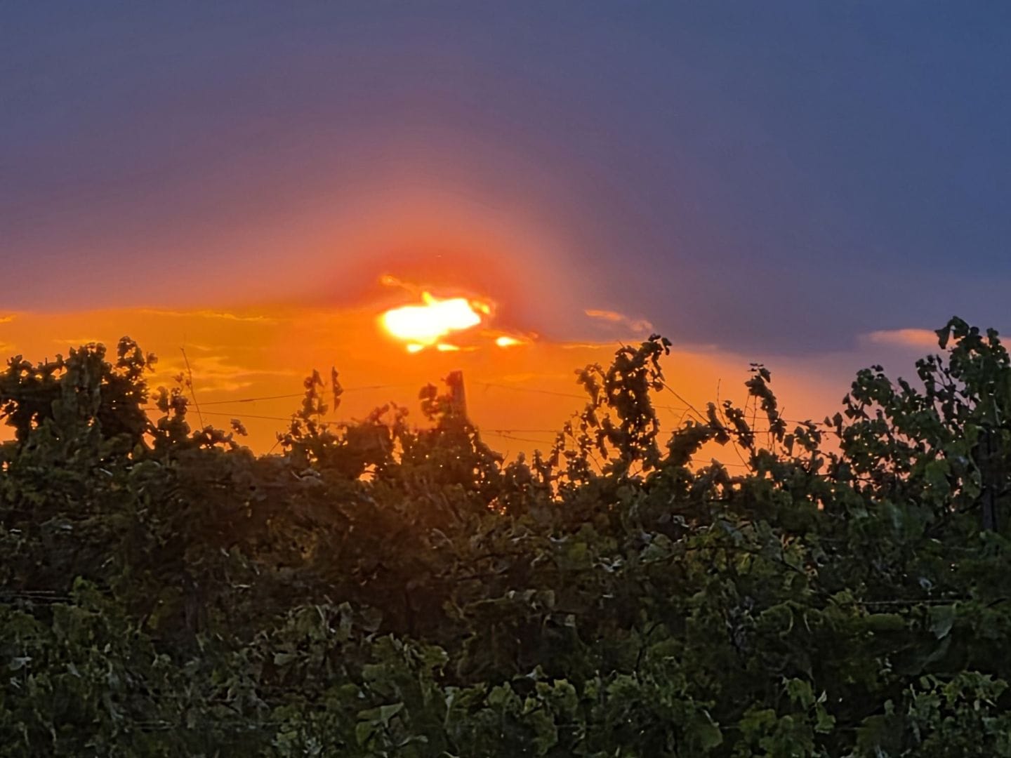 The setting sun glows orange beneath dark clouds, above silhouetted grapevines.