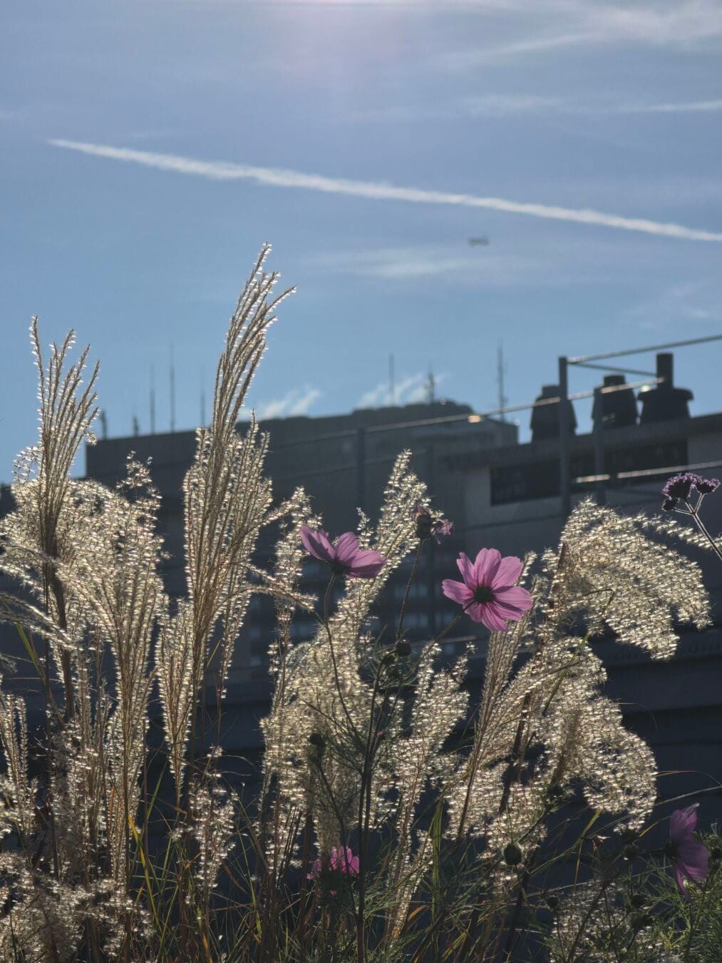 Backlit ornamental grasses and pink flowers in front of city rooftops, beneath a blue sky crossed by a white contrail.