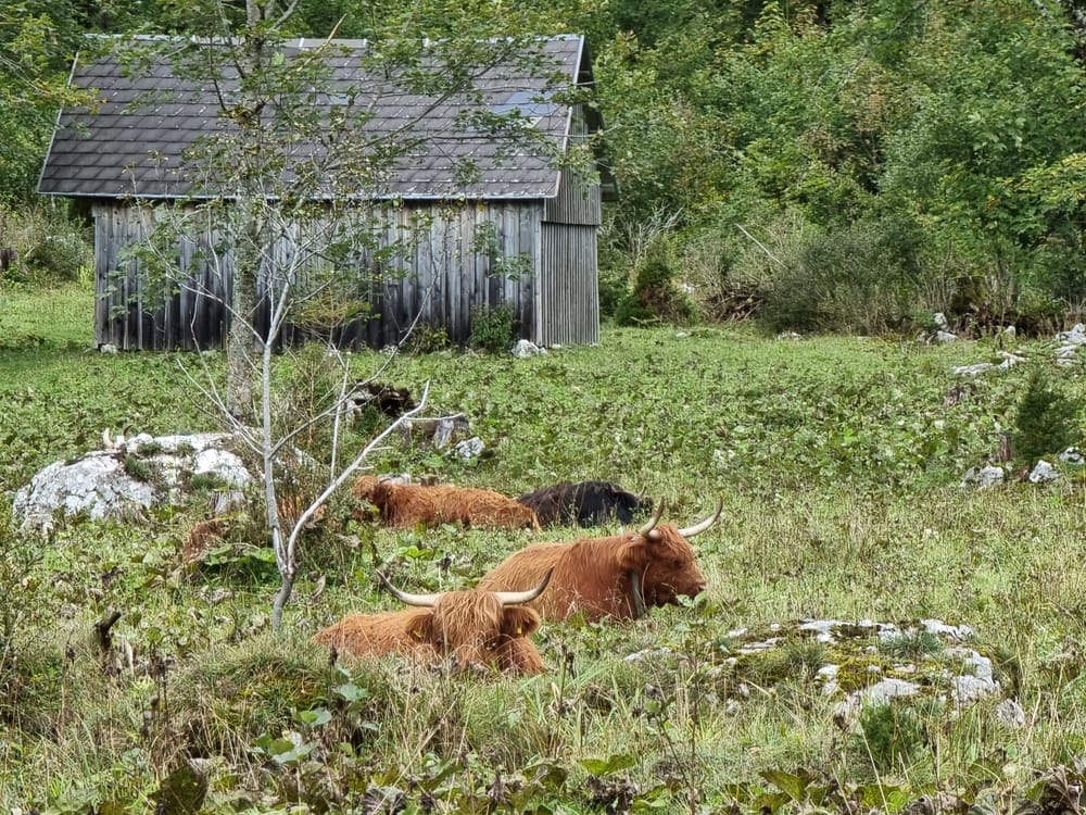 Highland cows enjoying a rough landscape, in the beautiful Ausseerland in Austria