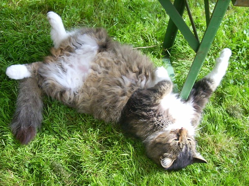R.I.P. Critter